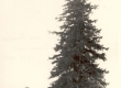 Kreutzwaldi kivi Kaarlis Virumaal 12.07.1950 - KM EKLA