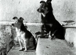 Koerad [1935.] - EFA