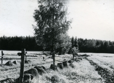 Ilbavere tanum Eipris, mille kaudu Kersti Merilaas loomi metsa ajas; 06.06.1967