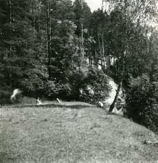 M. Lepiku ja B. Alveri "meie koht" Ahja jõe kaldal Valgemetsas 3. aug. 1952. a