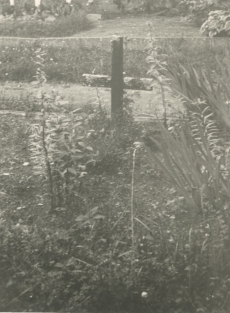 Hendrik Adamsoni haud Helme kalmistul (enne korrastamist)