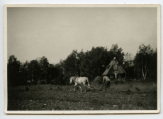 Ants Laikmaa hobusega aiamaad kündmas