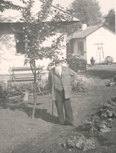 Ernst Peterson-Särgava oma aias õunapuu juures, 19. IX 1954