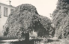 Läänemaa Maavalitsuse hoone tagakülg ja õu (Ernst Enno töökoht 1919-1934)