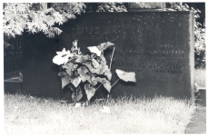 Julius Krohni perekonna matuse plats, kuhu on maetud ka Aino Kallas