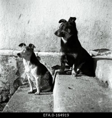 Koerad [1935.]